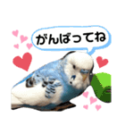 セキセイインコのヒメルちゃん♡（個別スタンプ：6）