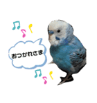 セキセイインコのヒメルちゃん♡（個別スタンプ：7）