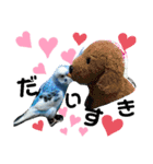 セキセイインコのヒメルちゃん♡（個別スタンプ：8）