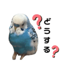 セキセイインコのヒメルちゃん♡（個別スタンプ：9）