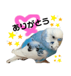セキセイインコのヒメルちゃん♡（個別スタンプ：12）