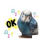 セキセイインコのヒメルちゃん♡（個別スタンプ：14）