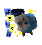 セキセイインコのヒメルちゃん♡（個別スタンプ：15）