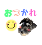 シュナウザー(アイクとシルト)4（個別スタンプ：1）