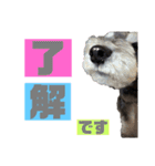 シュナウザー(アイクとシルト)4（個別スタンプ：7）