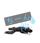 シュナウザー(アイクとシルト)4（個別スタンプ：12）