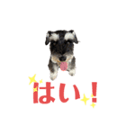 シュナウザー(アイクとシルト)4（個別スタンプ：15）