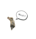 藤田家のリランスタンプ(ミニウサギ)（個別スタンプ：4）