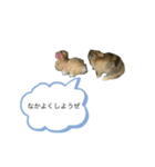藤田家のリランスタンプ(ミニウサギ)（個別スタンプ：7）