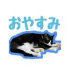 グラビューハート01＊保護猫応援＊（個別スタンプ：10）