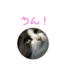 セシルすたんぷ（個別スタンプ：1）