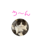 セシルすたんぷ（個別スタンプ：2）