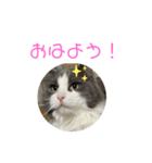 セシルすたんぷ（個別スタンプ：3）