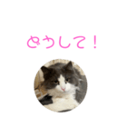 セシルすたんぷ（個別スタンプ：4）