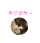セシルすたんぷ（個別スタンプ：5）