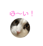 セシルすたんぷ（個別スタンプ：6）
