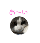 セシルすたんぷ（個別スタンプ：7）
