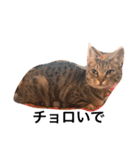 魔性のちっち。甘え上手で気分屋な美猫（個別スタンプ：1）