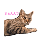 魔性のちっち。甘え上手で気分屋な美猫（個別スタンプ：2）