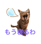 魔性のちっち。甘え上手で気分屋な美猫（個別スタンプ：3）