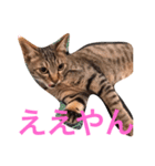 魔性のちっち。甘え上手で気分屋な美猫（個別スタンプ：5）