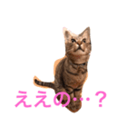 魔性のちっち。甘え上手で気分屋な美猫（個別スタンプ：6）