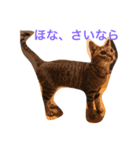 魔性のちっち。甘え上手で気分屋な美猫（個別スタンプ：7）