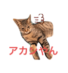 魔性のちっち。甘え上手で気分屋な美猫（個別スタンプ：8）