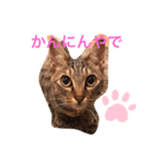 魔性のちっち。甘え上手で気分屋な美猫（個別スタンプ：11）