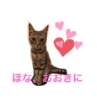 魔性のちっち。甘え上手で気分屋な美猫（個別スタンプ：12）