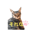 魔性のちっち。甘え上手で気分屋な美猫（個別スタンプ：15）