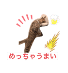魔性のちっち。甘え上手で気分屋な美猫（個別スタンプ：16）