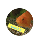 我が家の金魚3（個別スタンプ：1）