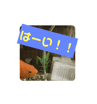 我が家の金魚3（個別スタンプ：4）