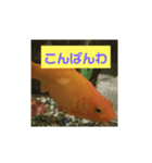 我が家の金魚3（個別スタンプ：6）