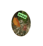 我が家の金魚3（個別スタンプ：7）