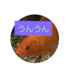 我が家の金魚3（個別スタンプ：8）