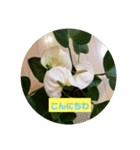 我が家の植物と花達1（個別スタンプ：2）