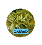 我が家の植物と花達1（個別スタンプ：3）