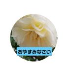 我が家の植物と花達1（個別スタンプ：4）