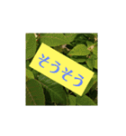 我が家の植物と花達1（個別スタンプ：5）