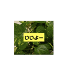 我が家の植物と花達1（個別スタンプ：6）