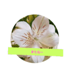 我が家の植物と花達1（個別スタンプ：7）