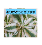 我が家の植物と花達1（個別スタンプ：8）