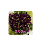 我が家の植物と花達1（個別スタンプ：10）