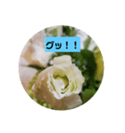 我が家の植物と花達1（個別スタンプ：11）