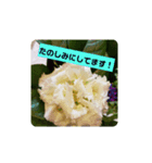 我が家の植物と花達1（個別スタンプ：14）