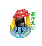 もみじあおいスタンプ2（個別スタンプ：24）