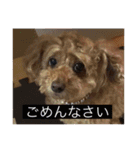 うちのココのスタンプ（個別スタンプ：1）