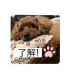 うちのココのスタンプ（個別スタンプ：3）